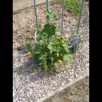 Courge-torchon, Luffa cylindrica (fam Cucurbitacees) (Afr., Asie tropicale) (1)